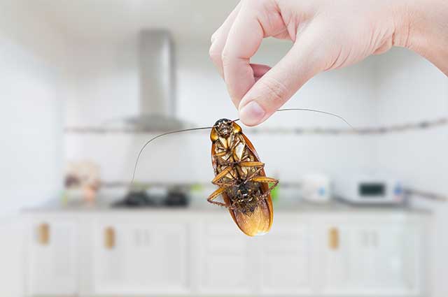 Roaches: Common Hiding Places in Your Home