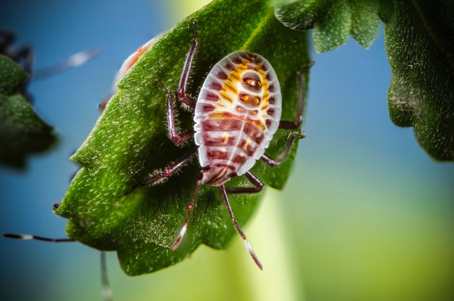 Removing and Repelling Stink Bugs 