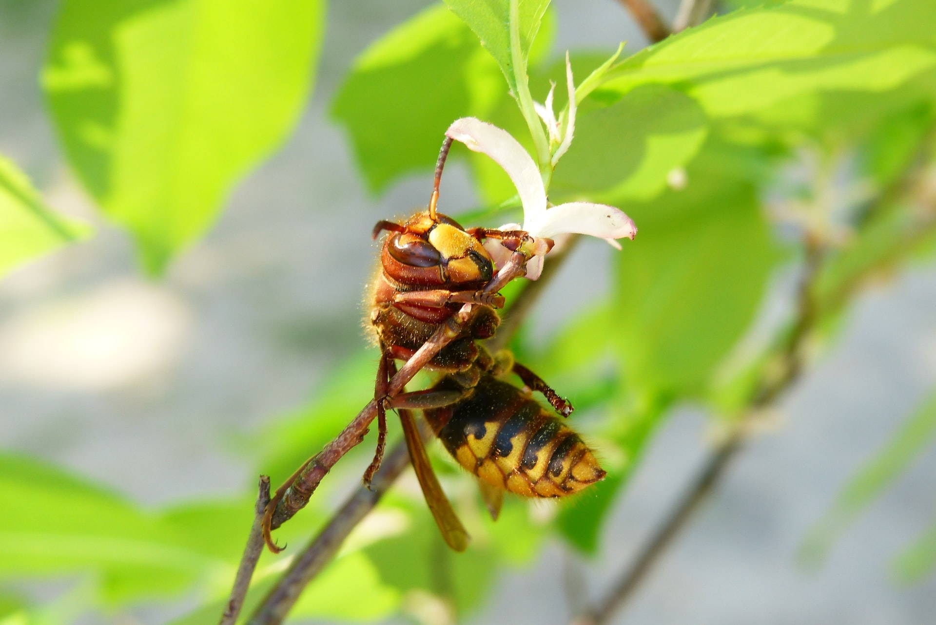 Common Fall Pests in Auburn and Opelika, AL