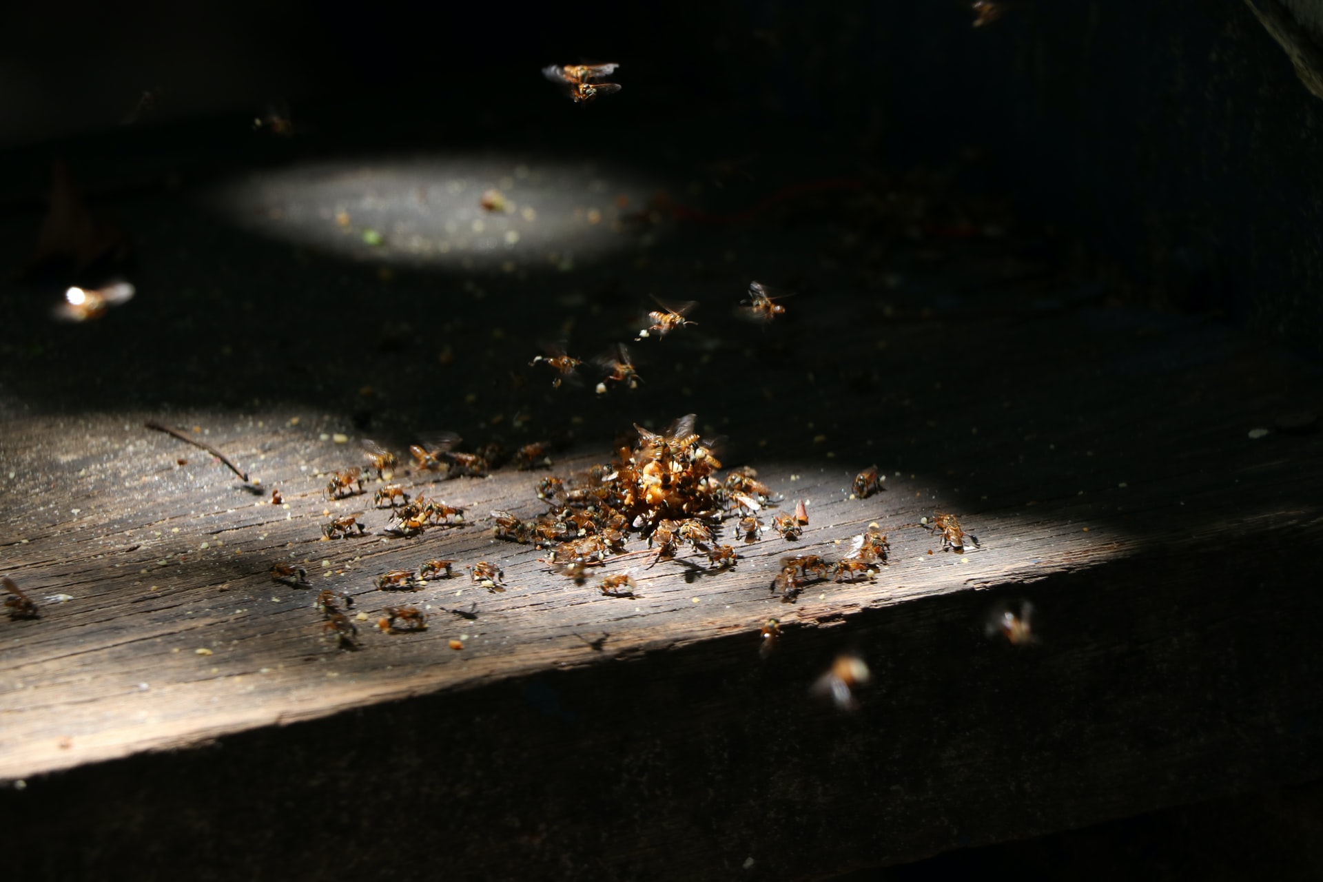 Termites in Crawl Space–Helpful Tips